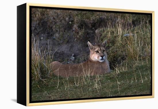 Puma Waiting, Torres del Paine NP, Patagonia, Magellanic Region, Chile-Pete Oxford-Framed Premier Image Canvas