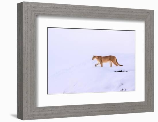 Puma walking in deep snow, Torres del Paine National Park, Chile-Nick Garbutt-Framed Photographic Print