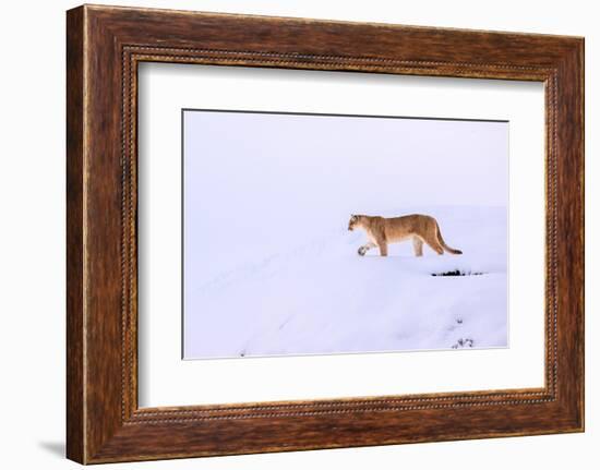 Puma walking in deep snow, Torres del Paine National Park, Chile-Nick Garbutt-Framed Photographic Print