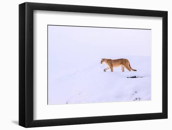 Puma walking in deep snow, Torres del Paine National Park, Chile-Nick Garbutt-Framed Photographic Print