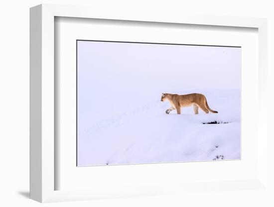 Puma walking in deep snow, Torres del Paine National Park, Chile-Nick Garbutt-Framed Photographic Print