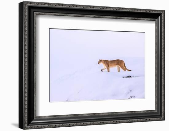 Puma walking in deep snow, Torres del Paine National Park, Chile-Nick Garbutt-Framed Photographic Print