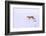 Puma walking in deep snow, Torres del Paine National Park, Chile-Nick Garbutt-Framed Photographic Print