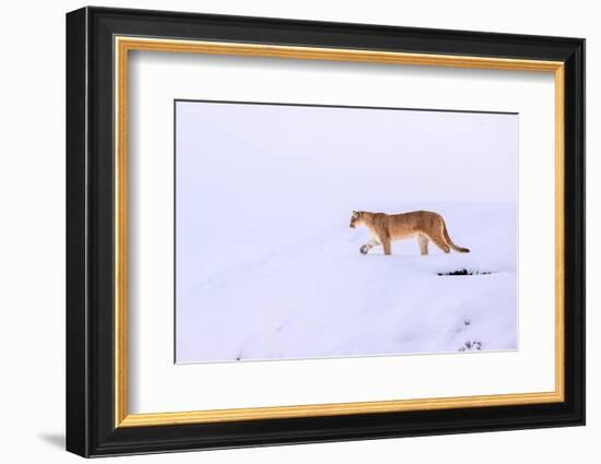 Puma walking in deep snow, Torres del Paine National Park, Chile-Nick Garbutt-Framed Photographic Print