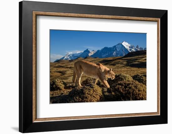 Puma walking in front of Torres del Paine massif, Chile-Nick Garbutt-Framed Photographic Print