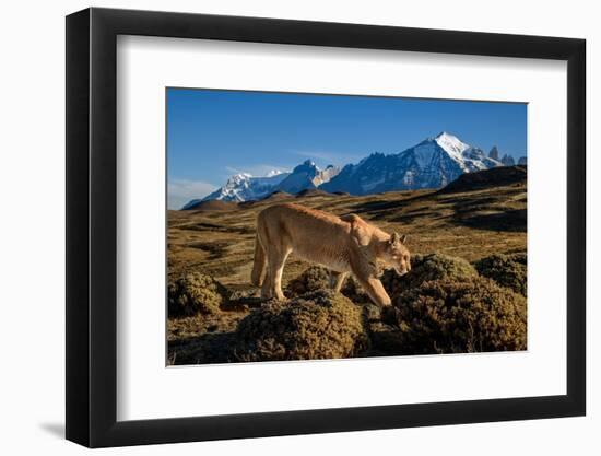 Puma walking in front of Torres del Paine massif, Chile-Nick Garbutt-Framed Photographic Print