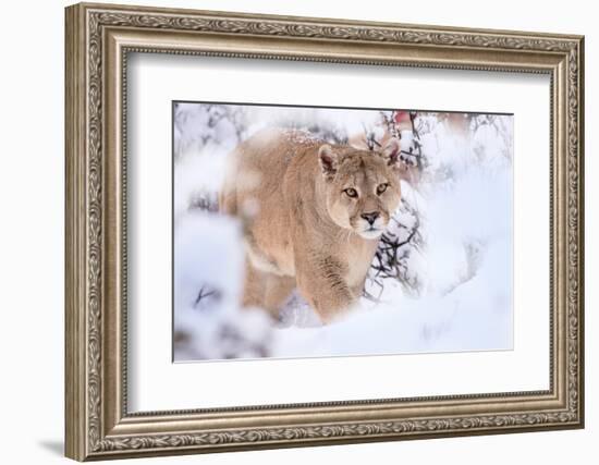 Puma walking through snow covered bushes, Patagonia, Chile-Nick Garbutt-Framed Photographic Print