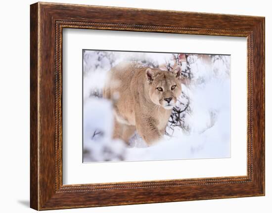 Puma walking through snow covered bushes, Patagonia, Chile-Nick Garbutt-Framed Photographic Print