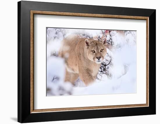 Puma walking through snow covered bushes, Patagonia, Chile-Nick Garbutt-Framed Photographic Print