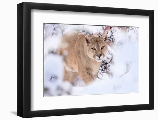 Puma walking through snow covered bushes, Patagonia, Chile-Nick Garbutt-Framed Photographic Print