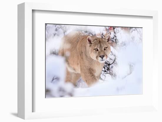 Puma walking through snow covered bushes, Patagonia, Chile-Nick Garbutt-Framed Photographic Print