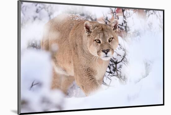 Puma walking through snow covered bushes, Patagonia, Chile-Nick Garbutt-Mounted Photographic Print