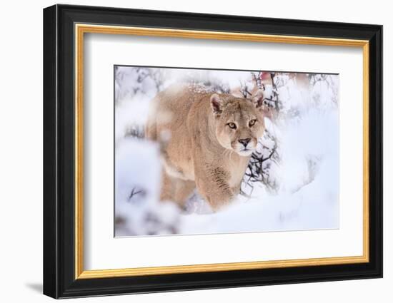 Puma walking through snow covered bushes, Patagonia, Chile-Nick Garbutt-Framed Photographic Print