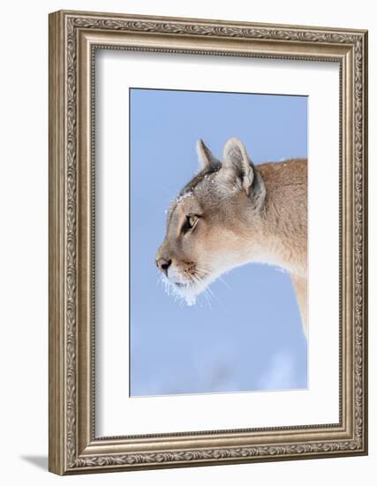 Puma with frozen whiskers, Torres del Paine National Park, Chile-Nick Garbutt-Framed Photographic Print