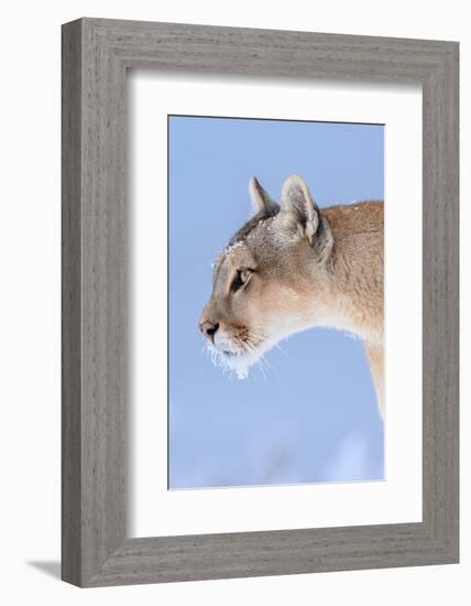 Puma with frozen whiskers, Torres del Paine National Park, Chile-Nick Garbutt-Framed Photographic Print