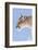 Puma with frozen whiskers, Torres del Paine National Park, Chile-Nick Garbutt-Framed Photographic Print