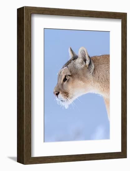 Puma with frozen whiskers, Torres del Paine National Park, Chile-Nick Garbutt-Framed Photographic Print