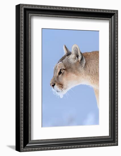 Puma with frozen whiskers, Torres del Paine National Park, Chile-Nick Garbutt-Framed Photographic Print