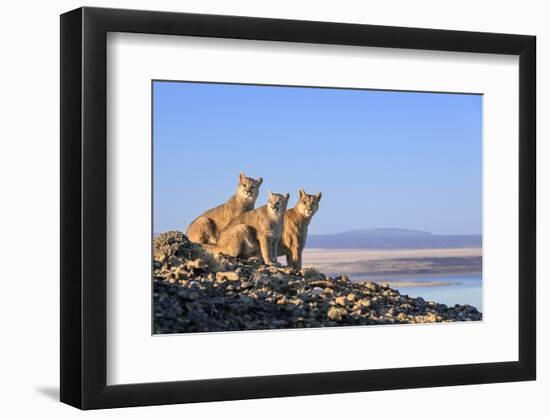 Puma with two cubs sitting on on rocky outcrop, Patagonia, Chile-Nick Garbutt-Framed Photographic Print