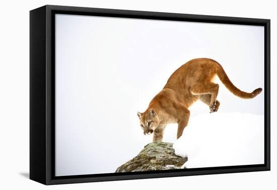 Puma-null-Framed Premier Image Canvas