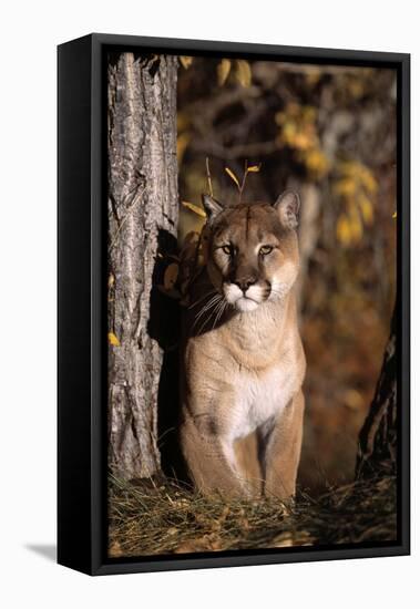 Puma-null-Framed Premier Image Canvas