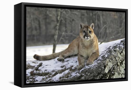 Puma-null-Framed Premier Image Canvas