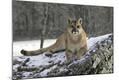 Premium Photographic Print