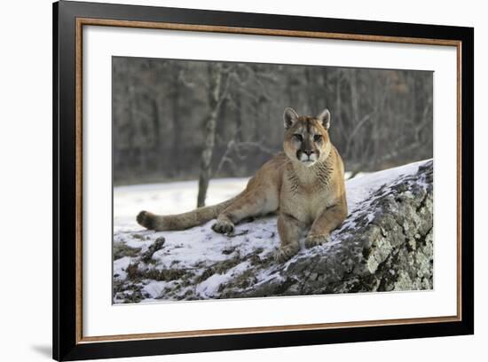 Puma-null-Framed Photographic Print