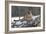 Puma-null-Framed Photographic Print