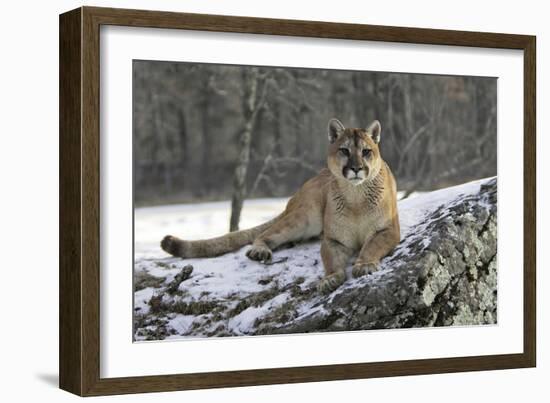 Puma-null-Framed Photographic Print