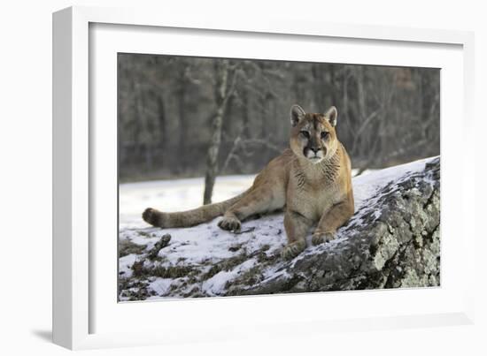 Puma-null-Framed Photographic Print