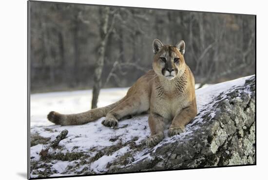 Puma-null-Mounted Photographic Print