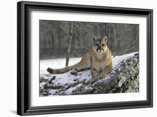 Puma-null-Framed Photographic Print