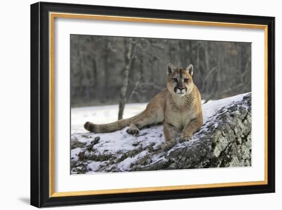 Puma-null-Framed Photographic Print