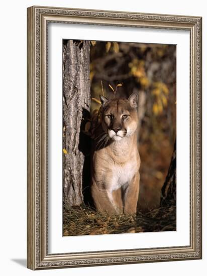 Puma-null-Framed Photographic Print