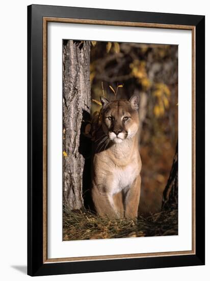 Puma-null-Framed Photographic Print