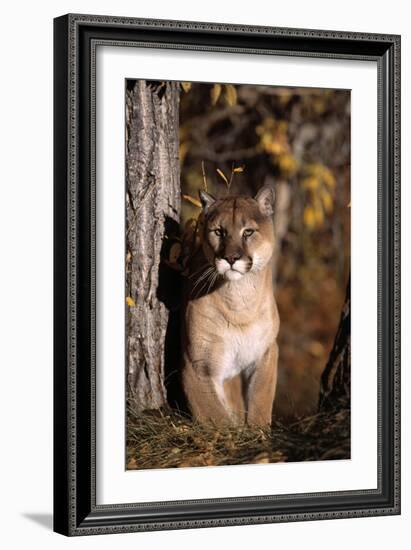 Puma-null-Framed Photographic Print