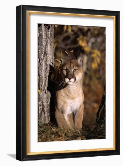 Puma-null-Framed Photographic Print