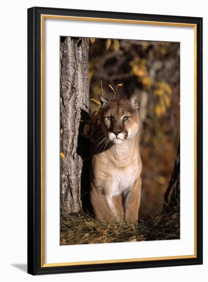 Puma-null-Framed Photographic Print