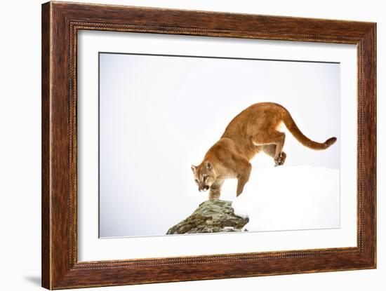 Puma-null-Framed Photographic Print