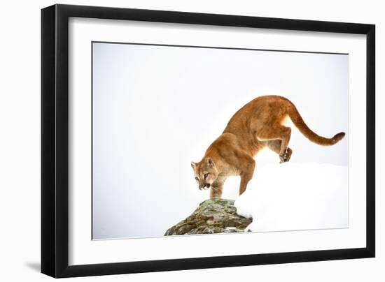 Puma-null-Framed Photographic Print