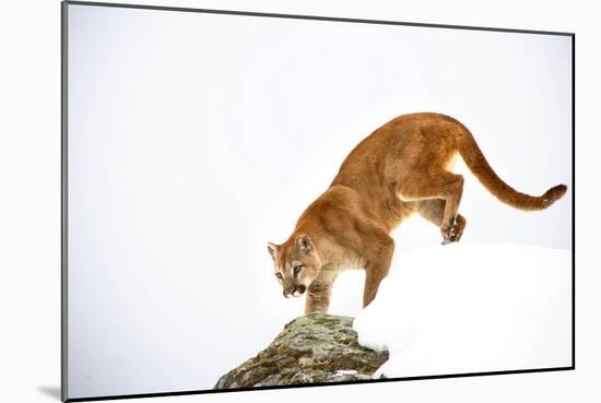 Puma-null-Mounted Photographic Print