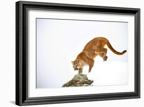 Puma-null-Framed Photographic Print