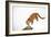 Puma-null-Framed Photographic Print