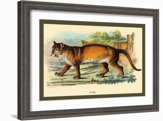 Puma-Sir William Jardine-Framed Art Print