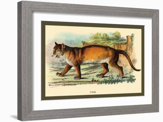 Puma-Sir William Jardine-Framed Art Print