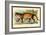 Puma-Sir William Jardine-Framed Art Print