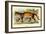 Puma-Sir William Jardine-Framed Art Print