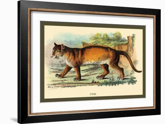 Puma-Sir William Jardine-Framed Art Print