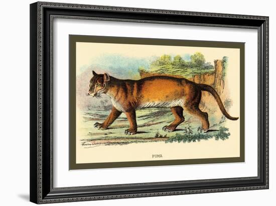 Puma-Sir William Jardine-Framed Art Print